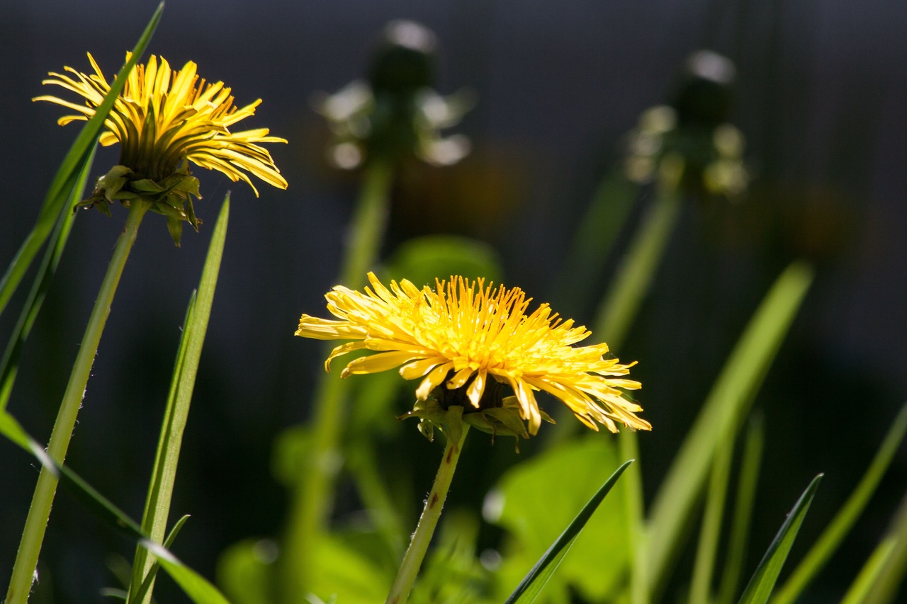 dandelion food