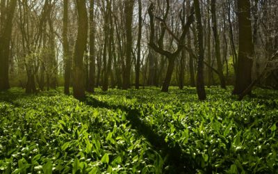 Recipes and tips for collecting wild herbs