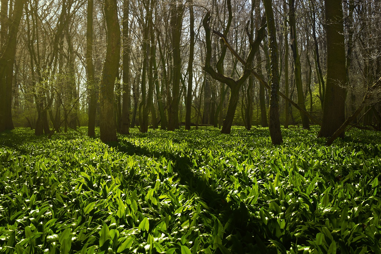 Wild garlic