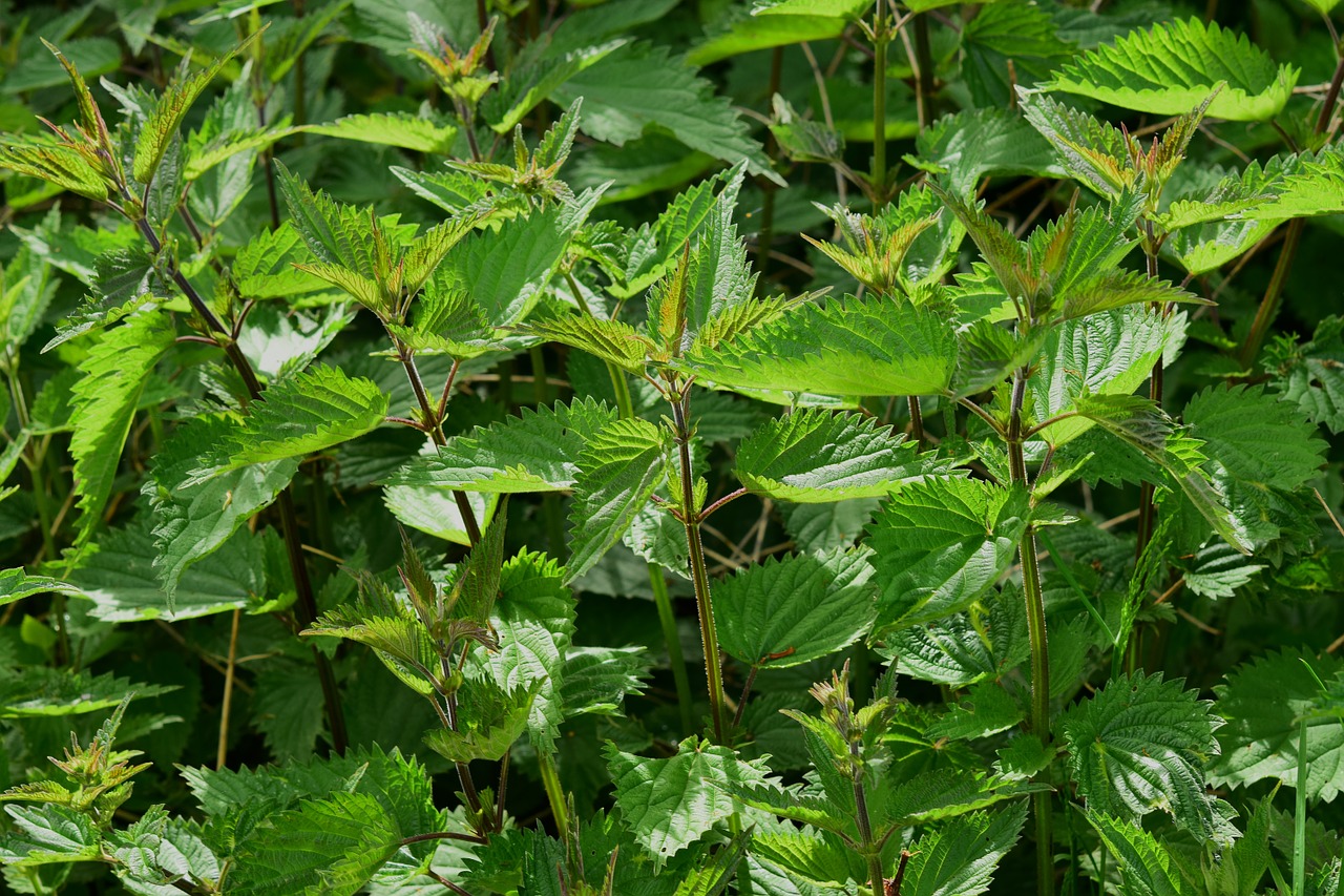 Stinging nettle