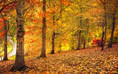 Discover the Best Hiking Trails in Your Area: A Guide for Beginners