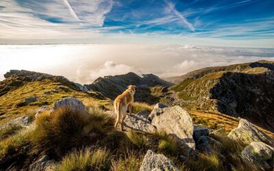 Make It Easy When You Travel With This Great Advice