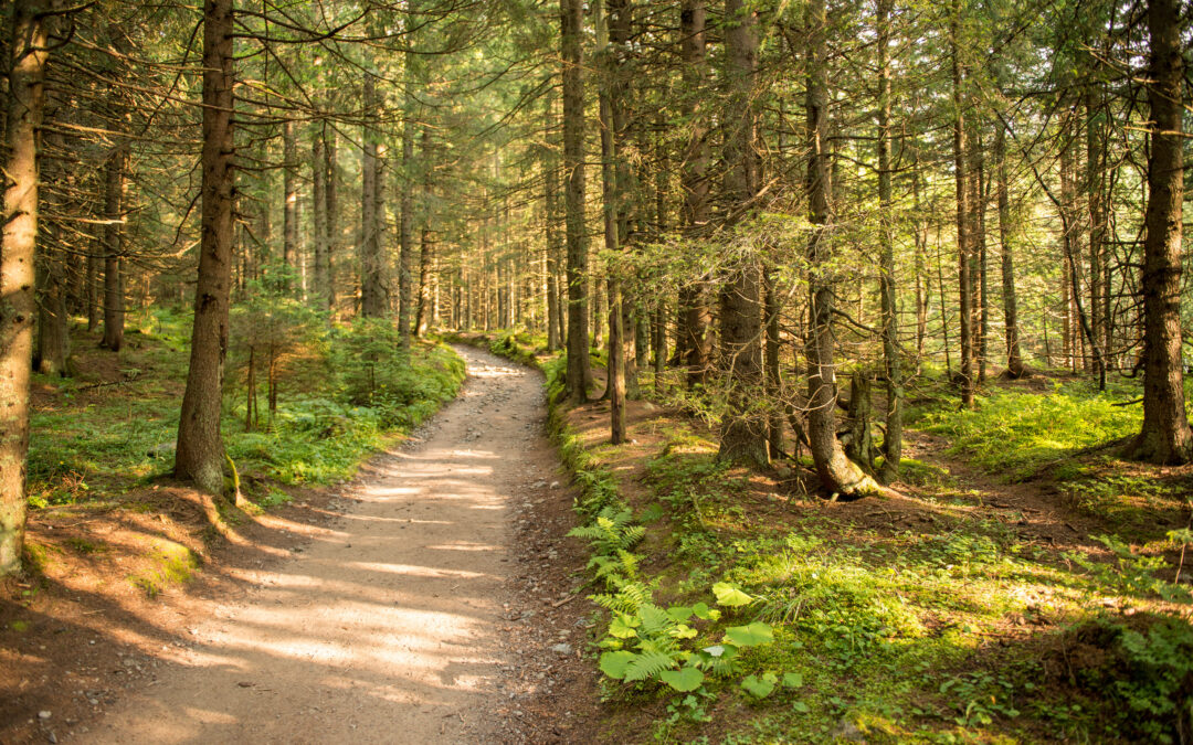 Trek Through the Wilderness: 5 Must-Try Hiking Trails for Adventure Seekers