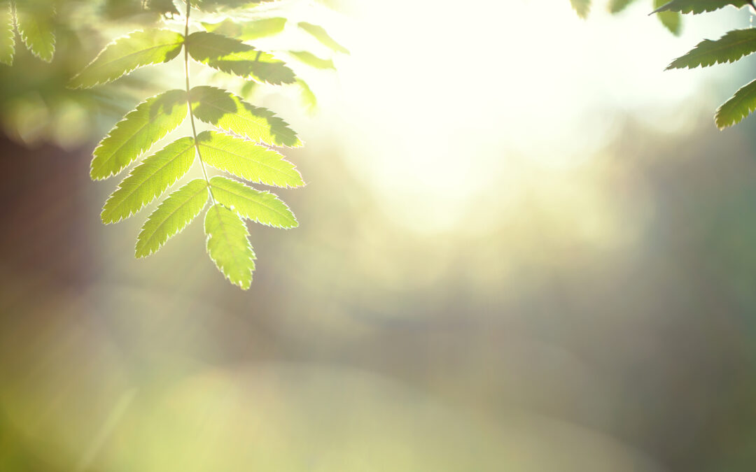 Exploring Nature’s Beauty on Foot: The Benefits of Hiking for Mind, Body, and Soul