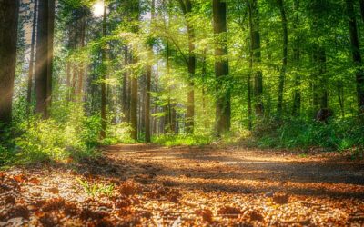Before You Take That Trip Take A Look At These Ideas